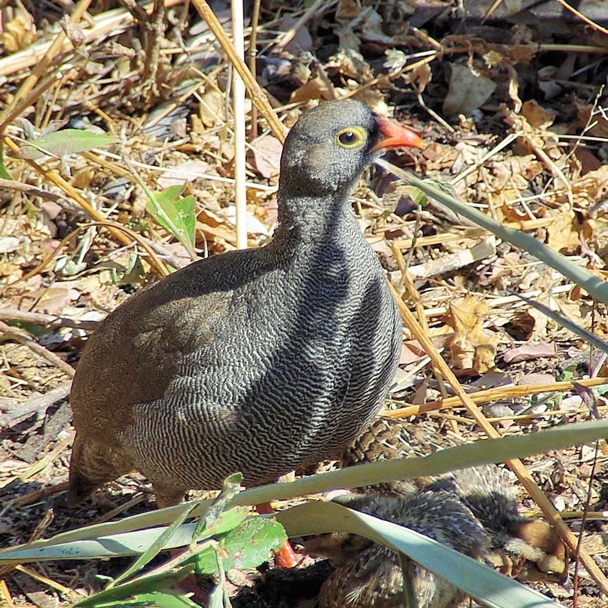 Francolin à bec rouge adulte (Red-billed spurfowl, Pternistis adspersus),_Xigera camp, Moremi Wildlife Reserve, Botswana.